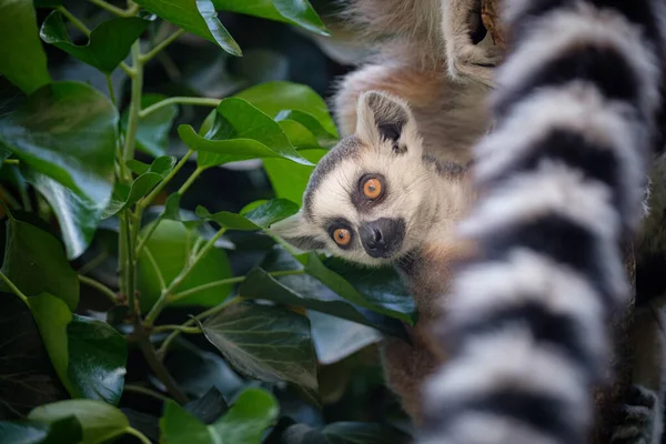 Nahaufnahme Eines Niedlichen Lemurs Zoo — Stockfoto