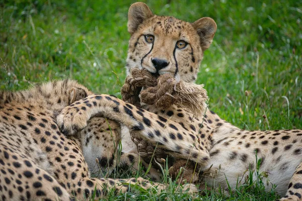 Gepard Der Savanne Afrikas — Stockfoto
