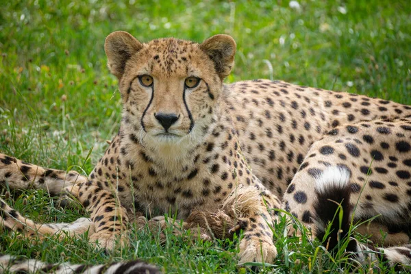 Cheetah Savannah Africa — Stock Photo, Image