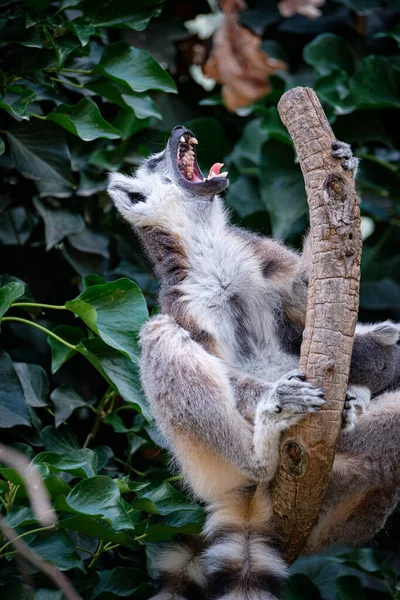 Nahaufnahme Eines Niedlichen Lemurs Der Auf Einem Baum Sitzt — Stockfoto
