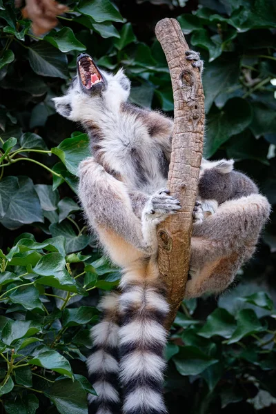 Eine Nahaufnahme Eines Niedlichen Koalas Auf Einem Baum — Stockfoto