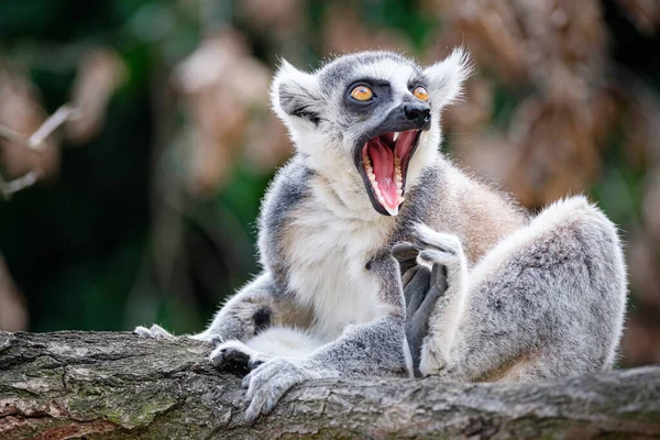 Großaufnahme Eines Wiesenmaki Der Auf Einem Ast Sitzt — Stockfoto