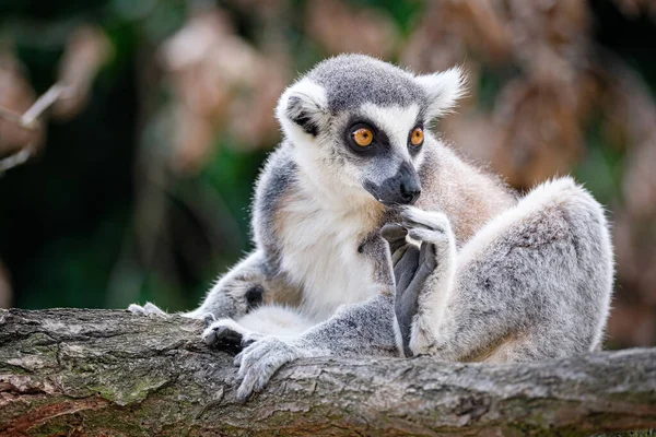 Lemur Sitzt Auf Dem Baum — Stockfoto