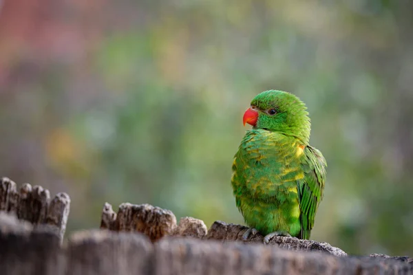 動物園で美しい鳥のクローズアップショット — ストック写真