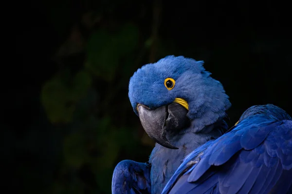 青い黄色のマカウの鳥が近づいてきました — ストック写真