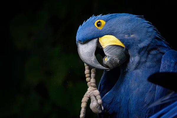 Pájaro Azul Con Pico — Foto de Stock