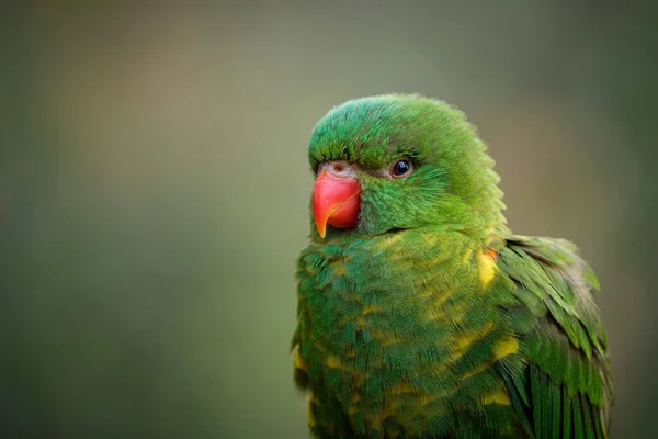 Närbild Vacker Papegoja Fågel — Stockfoto