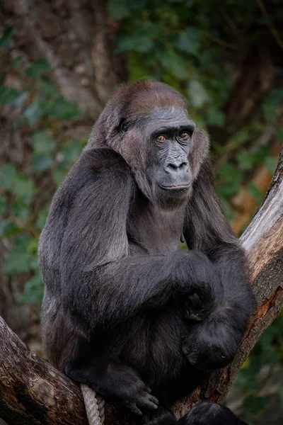 Närbild Gorilla Skogen — Stockfoto