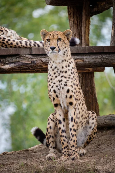 Гепард Зоопарке — стоковое фото