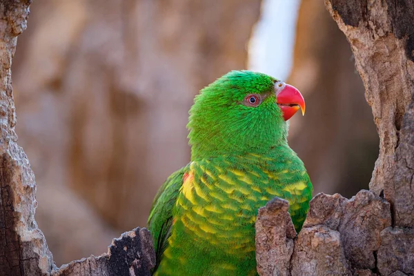 Krásný Barevný Papoušek Zoo — Stock fotografie