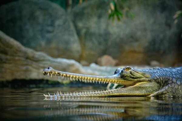 Gros Plan Crocodile Dans Eau — Photo