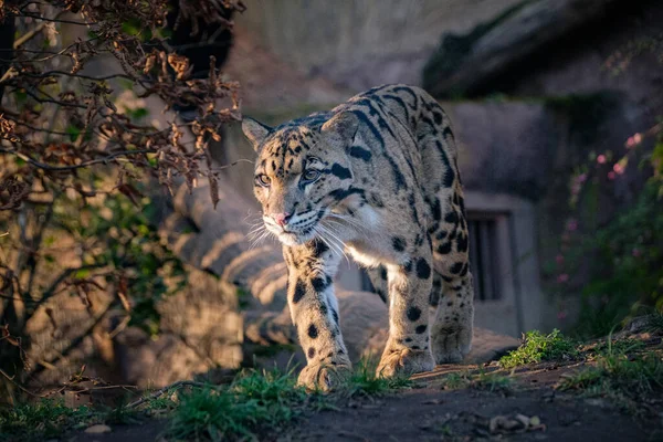 Una Hermosa Toma Leopardo — Foto de Stock