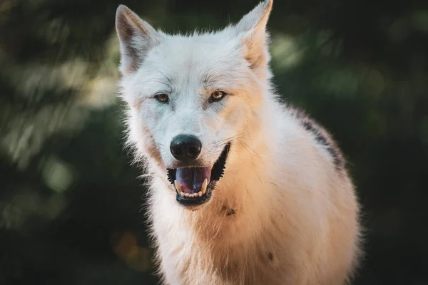 Şirin Bir Köpeğin Portresi — Stok fotoğraf