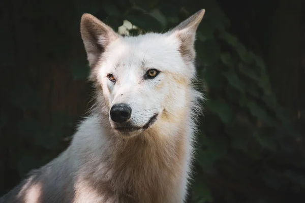 Portré Egy Gyönyörű Farkas — Stock Fotó