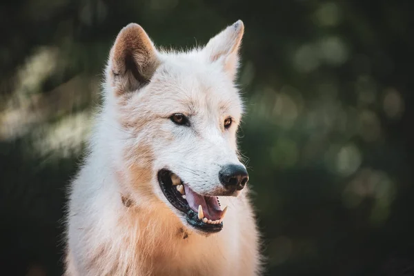 Портрет Красивої Собаки — стокове фото