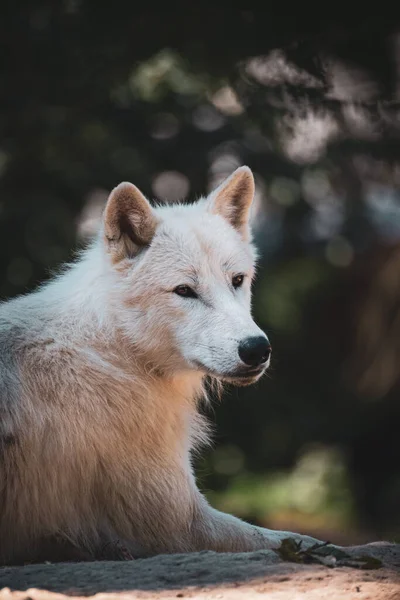 귀여운 늑대의 — 스톡 사진
