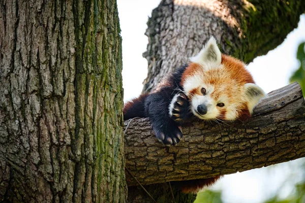 Panda Auf Einem Ast — Stockfoto