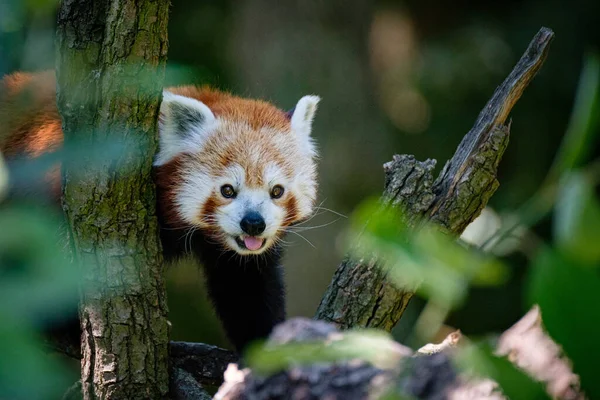 Drăguț Mic Panda Copac — Fotografie, imagine de stoc