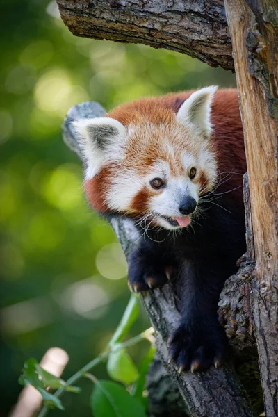 Cute Panda Tree — Stock Photo, Image