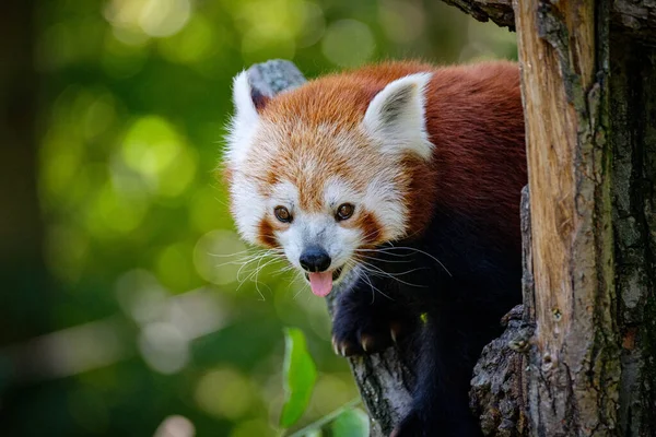 Vörös Panda Fán — Stock Fotó