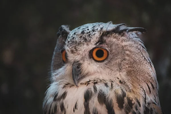 Nahaufnahme Eines Vogels — Stockfoto