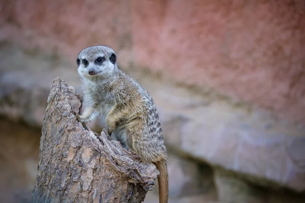 Meerkat Zoológico — Fotografia de Stock