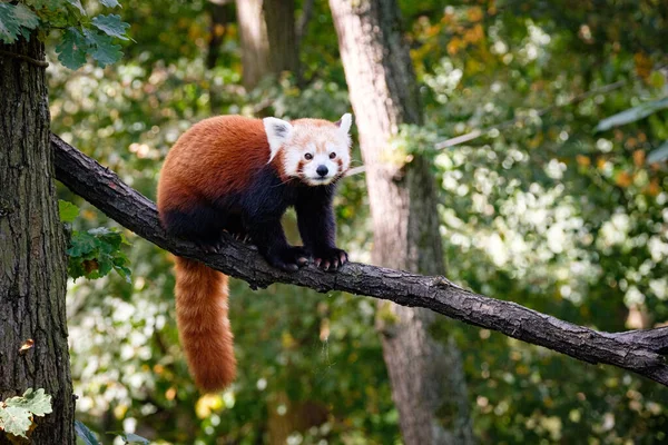 Niedlicher Schwarzer Panda Auf Dem Baum — Stockfoto