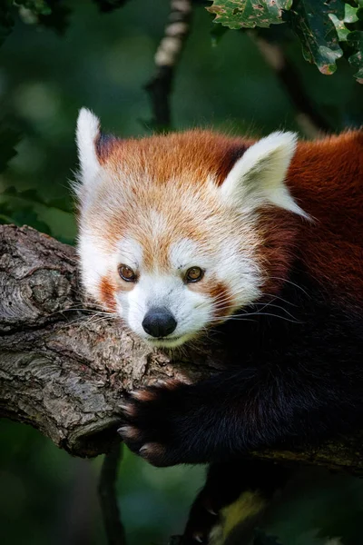 Red Panda Tree — Stock Photo, Image