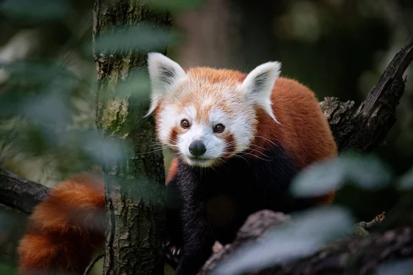 Vörös Panda Fán — Stock Fotó