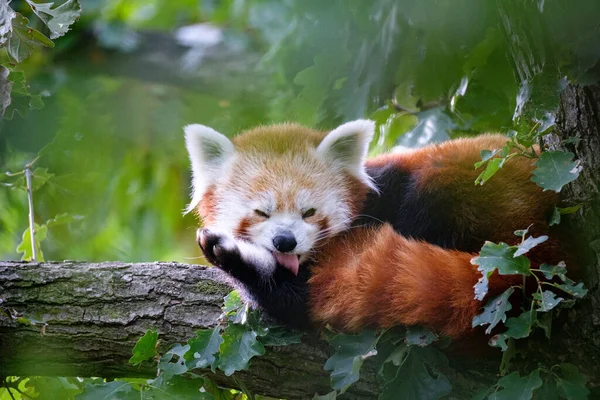 Lindo Panda Negro Bosque — Foto de Stock