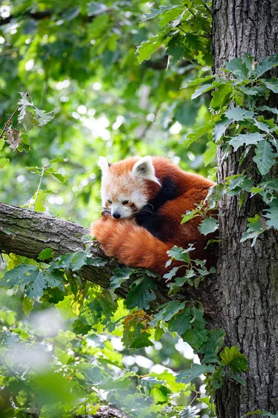 Roter Panda Wald — Stockfoto