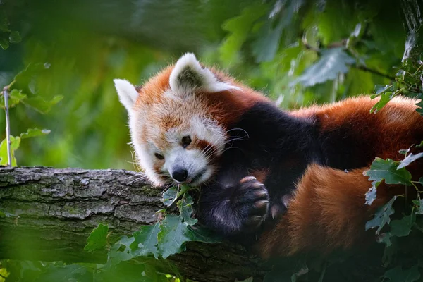 red panda on the tree