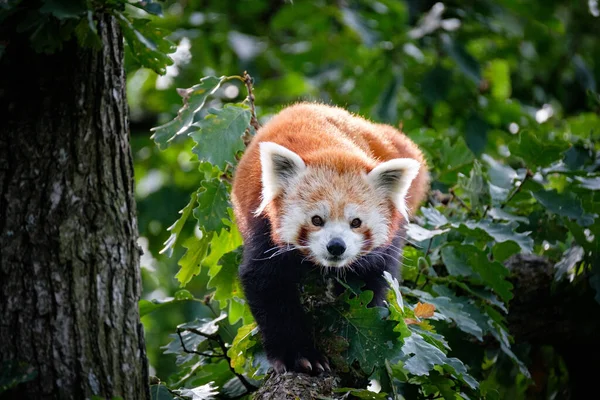 Vörös Panda Erdőben — Stock Fotó