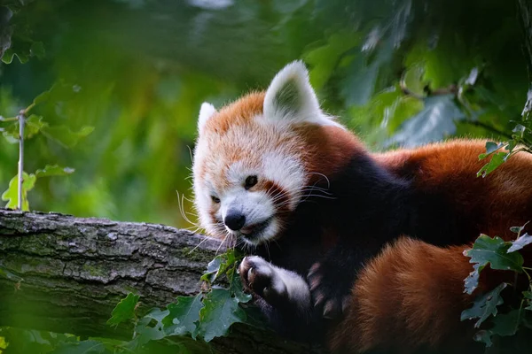 Vörös Panda Fán — Stock Fotó
