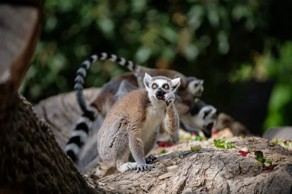 Eine Vertikale Aufnahme Eines Niedlichen Lemurs Wald — Stockfoto