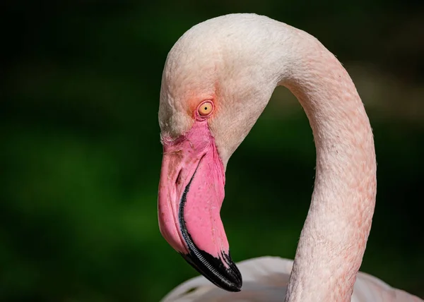 Flamingo Rosa Phoenicopterus Ruber Pelecanus Onocrotalus Ciconia Maior África Sul — Fotografia de Stock