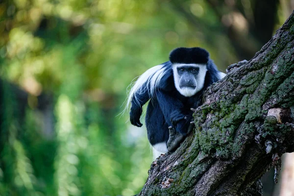 Retrato Blanco Negro Gorila — Foto de Stock