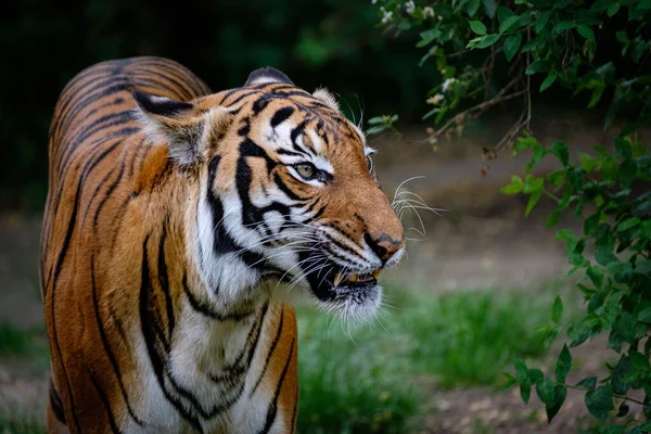 Тигр Зоопарке — стоковое фото