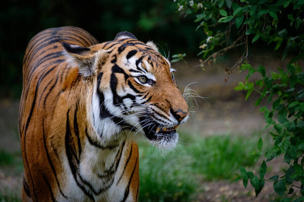 Tiger in the zoo