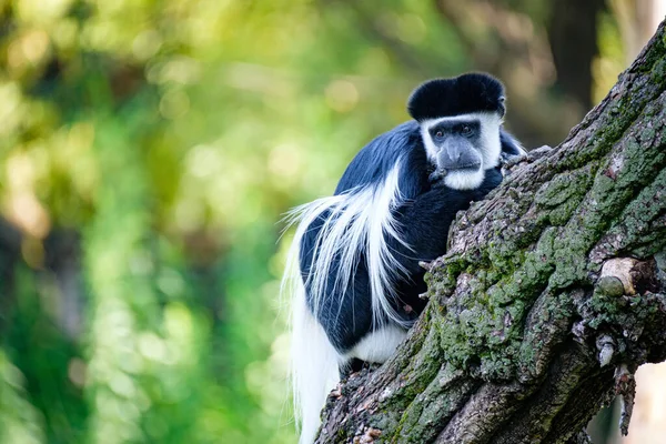 Tiro Close Macaco Preto Branco — Fotografia de Stock