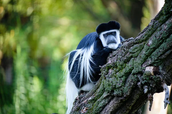 Primo Piano Simpatico Gorilla Seduto Albero — Foto Stock