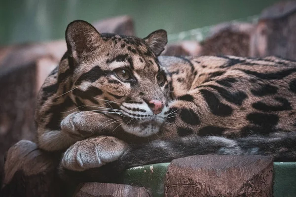 Красивый Тигр Зоопарке — стоковое фото