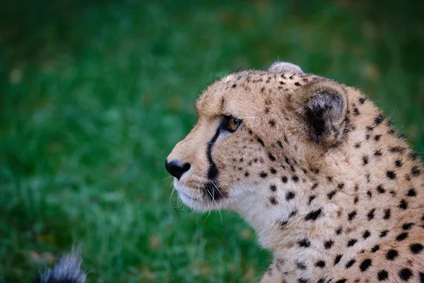 Гепард Саванне Африки — стоковое фото