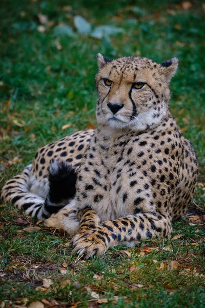 Una Hermosa Toma Leopardo — Foto de Stock