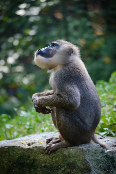 Closeup Shot Cute Baby Monkey — Stock Photo, Image