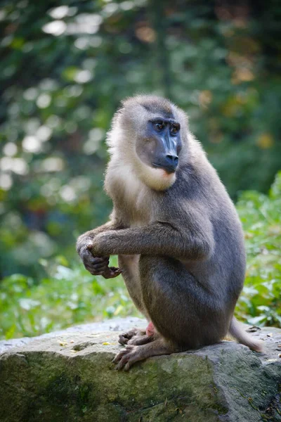 Primer Plano Lindo Chimpancé Sentado Una Roca — Foto de Stock