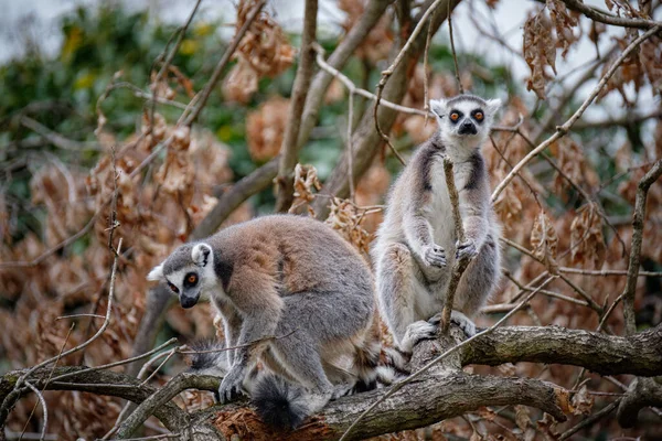 動物園でリング尾キツネザル ロイヤリティフリーのストック写真