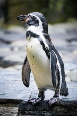 Sahilde siyah beyaz başlı penguen