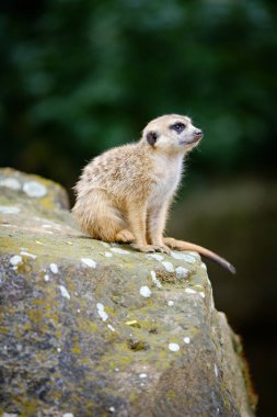 mirket, suricata suricatta, suricate, hayvan, vahşi yaşam, fauna,