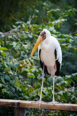 Hayvanat bahçesindeki beyaz leylek